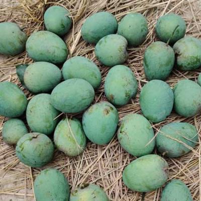 Mango-Himsagor (22 Kg)